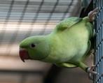 Halsbandparkieten, Dieren en Toebehoren, Vogels | Parkieten en Papegaaien