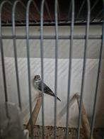 Witstuit edelzangerman, Dieren en Toebehoren, Mannelijk, Tropenvogel, Geringd