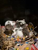 Baby ratjes, Dieren en Toebehoren, Knaagdieren, Rat, Mannelijk, Januari, Tam