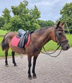 Lieve pony te koop, Dieren en Toebehoren, Pony's, Merrie, C pony (1.27m tot 1.37m), Recreatiepony, 11 jaar of ouder
