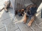 Stoere Boerboel 75 % / Stafford pups, 5 teefjes, Dieren en Toebehoren, Rabiës (hondsdolheid), 8 tot 15 weken, Bulldog, Meerdere