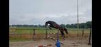 3 jarig springpaard, Dieren en Toebehoren, Paarden, Ruin, Springpaard, 0 tot 2 jaar