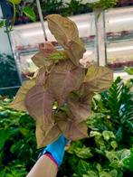 Syngonium Pink Diamond P12 - Prachtige kamerplant!, Huis en Inrichting, Kamerplanten, Ophalen of Verzenden