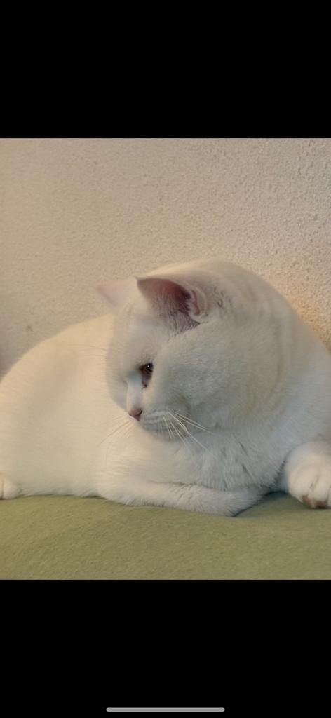 Lieve Witte Britse Korthaar, Dieren en Toebehoren, Katten en Kittens | Raskatten | Korthaar, Kater, 0 tot 2 jaar, Ingeënt