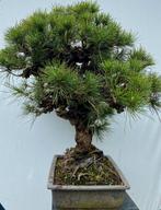 Bonsai Pinus Thunbergii Corticosa, Japanse boom  Topper, Tuin en Terras, Planten | Bomen, Ophalen, Overige soorten, Minder dan 100 cm