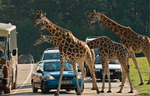 Safari tickets Beekse Bergen! (10 stuks), Tickets en Kaartjes, Recreatie | Dierentuinen, Twee personen