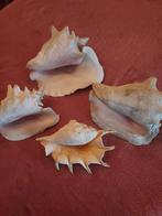 Mooie Tropische Schelpen, Ophalen of Verzenden, Schelp(en)