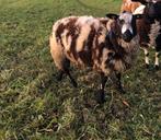 Zeer mooie bonte dekram ram, Dieren en Toebehoren, Schapen, Geiten en Varkens, Mannelijk, Schaap, 0 tot 2 jaar