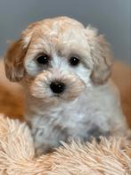 Prachtige middelgrote Maltipoo pups type kleine Doodle, CDV (hondenziekte), Meerdere, 8 tot 15 weken, Meerdere dieren