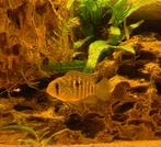 Krobia xinguensis, Dieren en Toebehoren, Vis