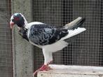 Huhnschecke doffer, Dieren en Toebehoren, Vogels | Duiven, Mannelijk, Overige soorten