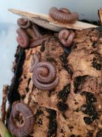Spirostreptus sp 1. - miljoenpoten, Dieren en Toebehoren, Overige soorten
