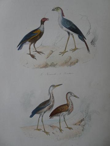 Litho in kleur, vier vogels Reiger, Hoenderkoet Beaupre 1841 beschikbaar voor biedingen