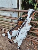 Te koop deze 2 dekbokjes., Dieren en Toebehoren, Mannelijk, Geit, 0 tot 2 jaar