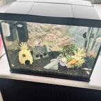 Superfish 50 aquarium 45 liter, Dieren en Toebehoren, Vissen | Aquaria en Toebehoren, Ophalen, Zo goed als nieuw, Gevuld zoetwateraquarium