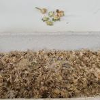 ZomerAster,fluoriserend lila, echt gaaf,zaad, Verzenden, Volle zon