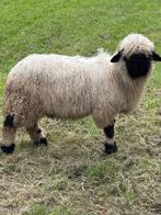 Walliser Schwarznase ram, Dieren en Toebehoren, Schapen, Geiten en Varkens, Mannelijk, Schaap