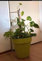 Epipremnum aureum inclusive planten pot, Overige soorten, Minder dan 100 cm, Ophalen of Verzenden, Halfschaduw