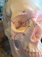 Anatomisch model schedel 1:1 deco, Ophalen of Verzenden, Zo goed als nieuw, Nvt, Nvt