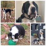 Herplaatser! Dog /Mix !, Dieren en Toebehoren, Particulier, Rabiës (hondsdolheid), 3 tot 5 jaar, Reu