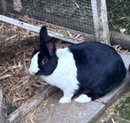 Stella zoekt een nieuw huisje, Vrouwelijk