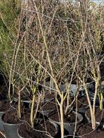 Krenteboom struiken hoog 160/180  bloemen wit vol in knop, Tuin en Terras, Ophalen, Overige soorten, Struik, 100 tot 250 cm