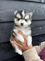 pomsky F2 pups, Dieren en Toebehoren, Honden | Poolhonden, Keeshonden en Oertypen, Reu, CDV (hondenziekte), 8 tot 15 weken, Poolhond