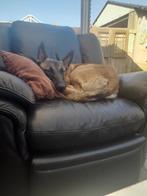 Mechelse herder te koop, Dieren en Toebehoren, Honden | Herdershonden en Veedrijvers, België, Particulier, Rabiës (hondsdolheid)