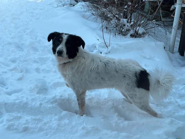 Herplaatsing mix Griekse Herder, Dieren en Toebehoren, Honden | Niet-rashonden, Middel, Teef, Particulier, Eén hond, Buitenland