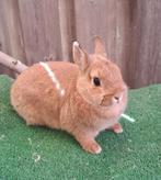 Kleurdwerg konijntje!, Dieren en Toebehoren, Konijnen, Meerdere dieren, Dwerg, 0 tot 2 jaar