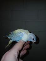 Handtamme splendid parkiet Limburg België, Geslacht onbekend, Parkiet, Geringd
