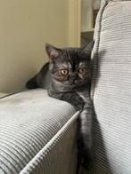 Britse korthaar kitten, Dieren en Toebehoren, Katten en Kittens | Raskatten | Korthaar, Meerdere dieren