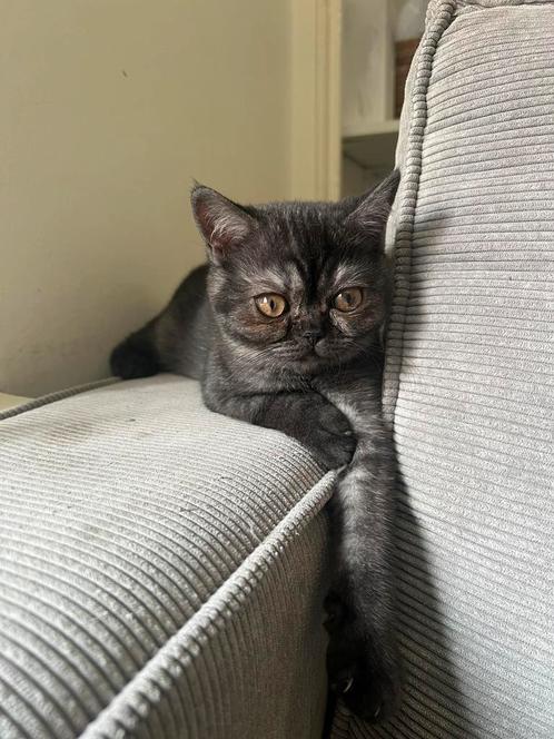 Britse korthaar kitten, Dieren en Toebehoren, Katten en Kittens | Raskatten | Korthaar, Meerdere dieren