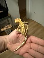 Wimper juvinile, Dieren en Toebehoren, Reptielen en Amfibieën