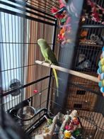 Halsbandparkiet pop, Vrouwelijk, Parkiet, Geringd