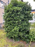 Hulst, Ophalen, Hulst, 100 tot 250 cm