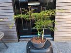 Acer Japanse Esdoorn Emerald Lace Bonsai, Bloeit niet, Halfschaduw, Minder dan 100 cm, Overige soorten