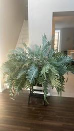 Grote blauwvaren, Ophalen of Verzenden, Halfschaduw, Minder dan 100 cm