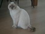 Brits Korthaar  *DEKKATTER*, Dieren en Toebehoren, Katten en Kittens | Raskatten | Korthaar, Kater