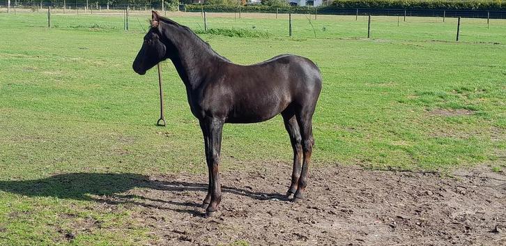 Merrieveulen haflinger x fries., Dieren en Toebehoren, Pony's, Merrie, A pony (tot 1.17m), 0 tot 2 jaar, Gechipt, Ontwormd