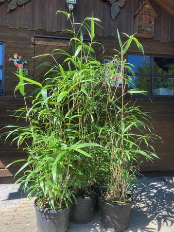 bamboe Pseudosasa Japonica

 beschikbaar voor biedingen