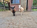 Dwerggeitjes, Dieren en Toebehoren, Schapen, Geiten en Varkens, Vrouwelijk, Geit