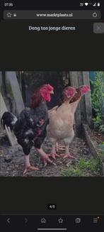 Dong tao broedeieren, Geslacht onbekend, Kip