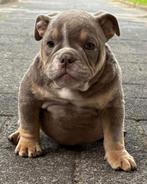 American Bully Micro/Pocket Bully, Dieren en Toebehoren, Honden | Bulldogs, Pinschers en Molossers, Bulldog, Meerdere, Meerdere dieren