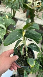 Monstera standleyana albo variegata. Pot 12, Huis en Inrichting, Kamerplanten, Ophalen of Verzenden, Overige soorten, Minder dan 100 cm