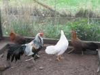 Onagadori koppel, Dieren en Toebehoren, Pluimvee, Meerdere dieren, Kip