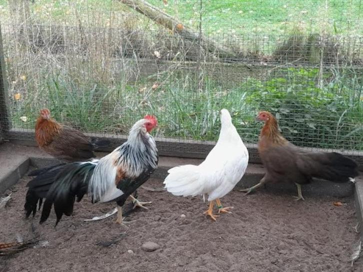 Onagadori koppel, Dieren en Toebehoren, Pluimvee, Kip, Meerdere dieren
