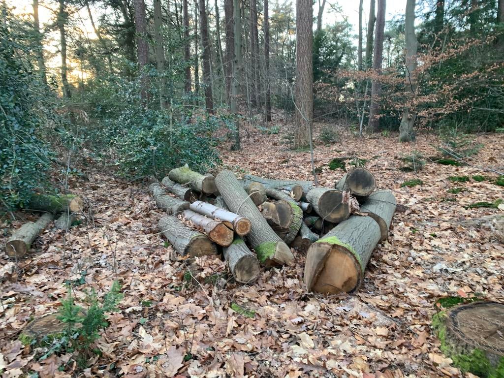 Brandhout en haardhoud gezocht voor mn motorzaag stormschade, Tuin en Terras, Haardhout, Minder dan 3 m³, Ophalen of Verzenden