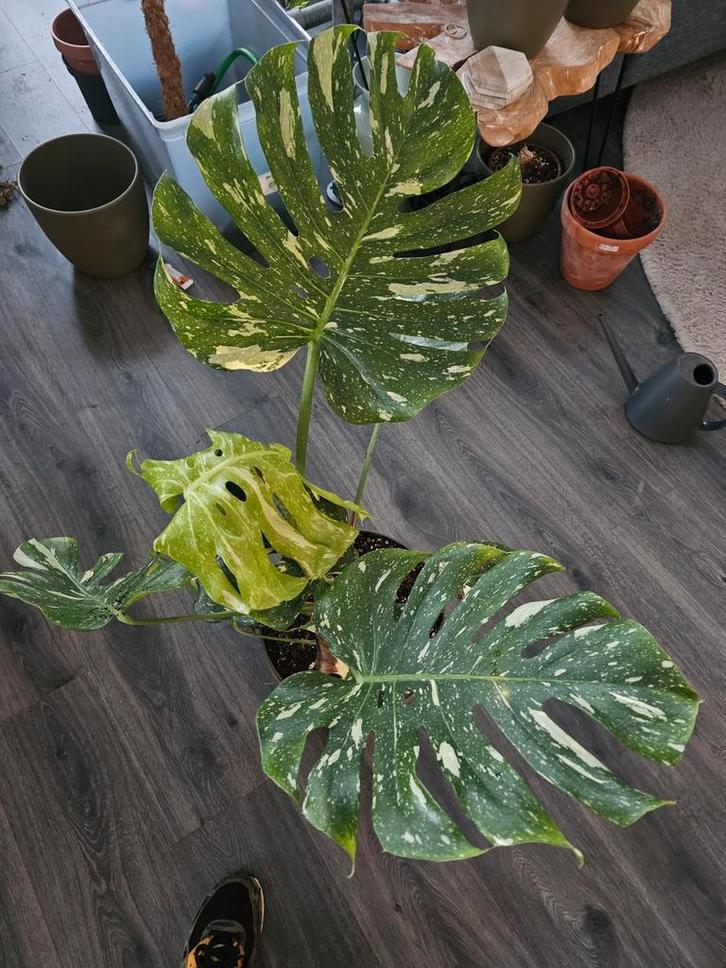 Monstera Thai Constellation, Huis en Inrichting, Kamerplanten, Overige soorten, Minder dan 100 cm, Groene kamerplant, Halfschaduw