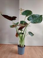 Alocasia Wentii - Olifantsoor H: 96 cm., Huis en Inrichting, Kamerplanten, Ophalen, Overige soorten, Halfschaduw, Minder dan 100 cm